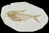 Diplomystus Fossil Fish - Wyoming #93994-1